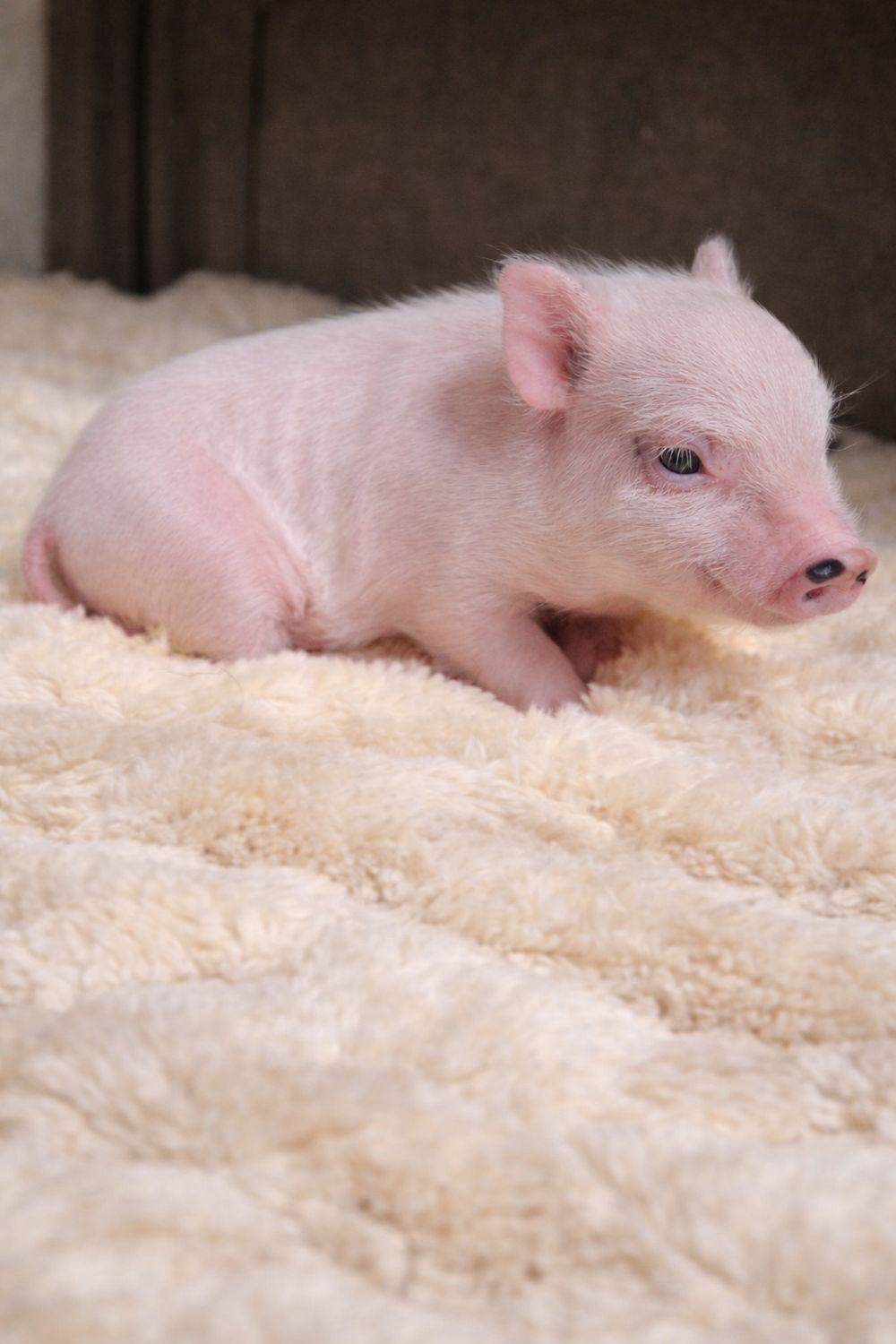 Male Mini Pig (Available 4-14)