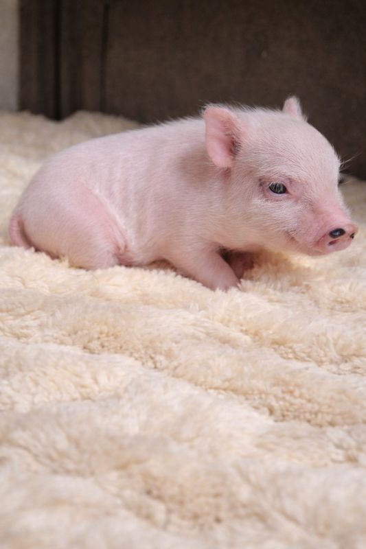 Male Mini Pig (Available 4-14) Male Mini Pig (Available 4-14)