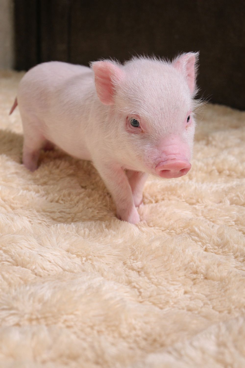 Male Mini Pig (Available 4-14)