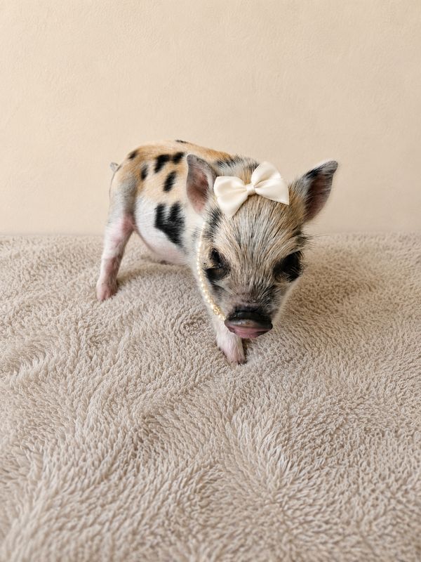 Female Mini Pig (available-May 15th)