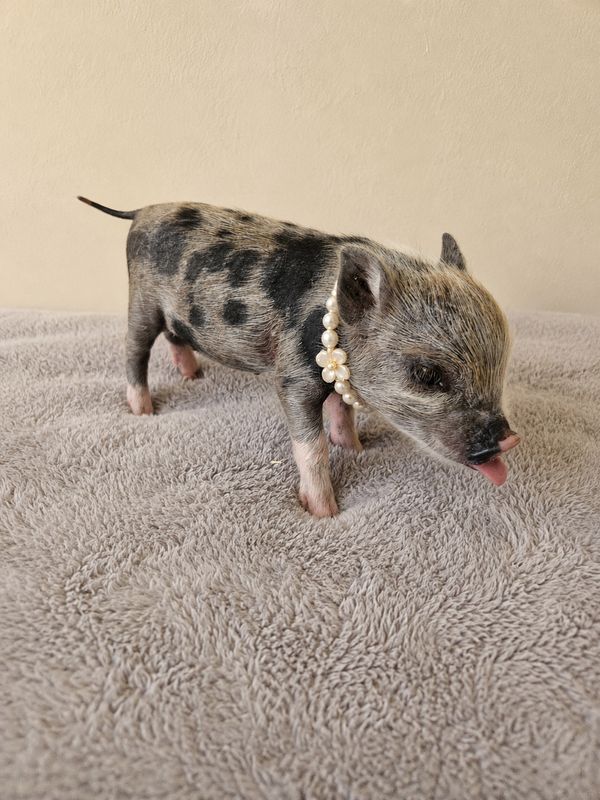 Female Mini Pig (coming-soon)