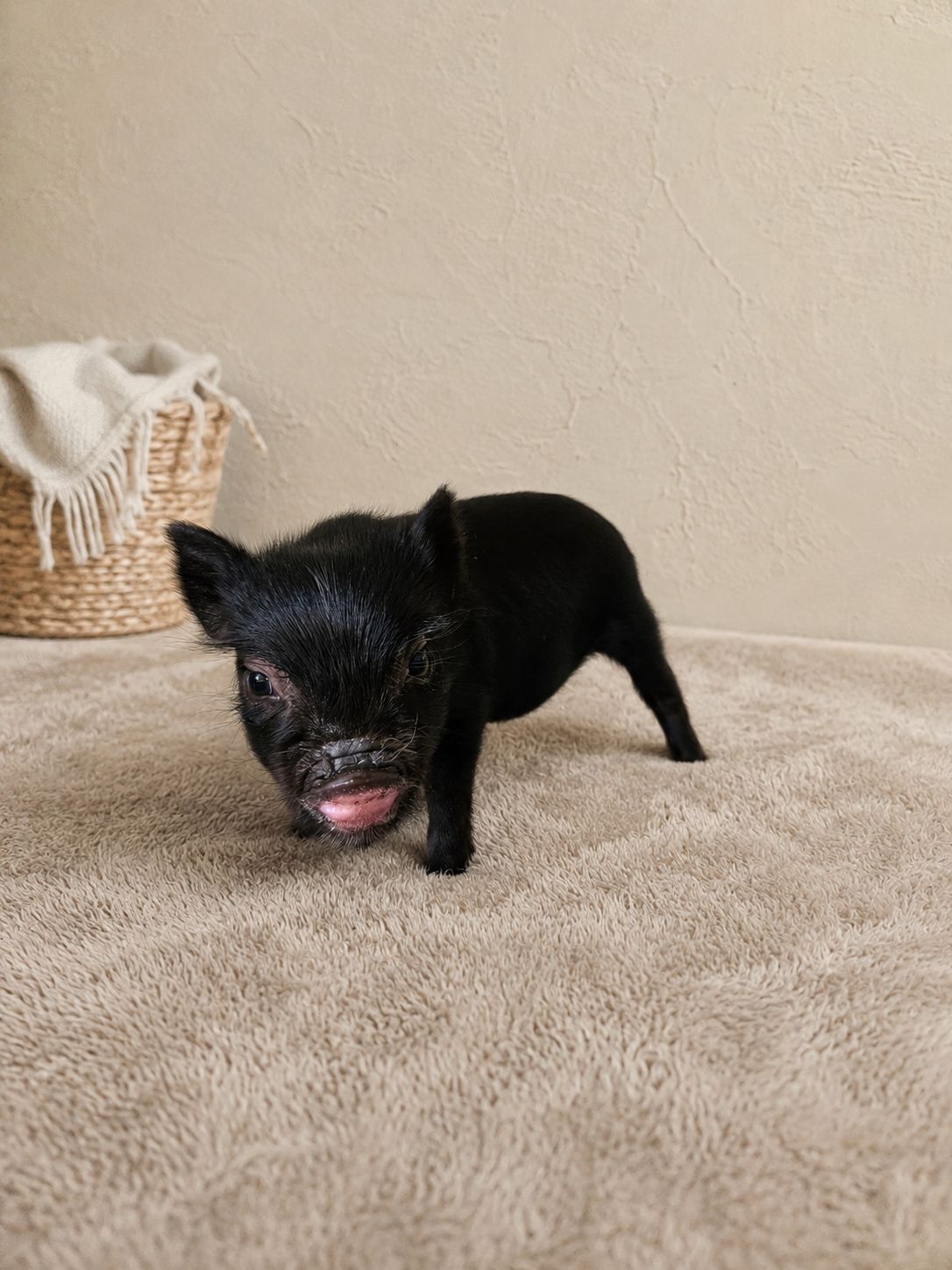 Male Mini Pig (coming-soon)