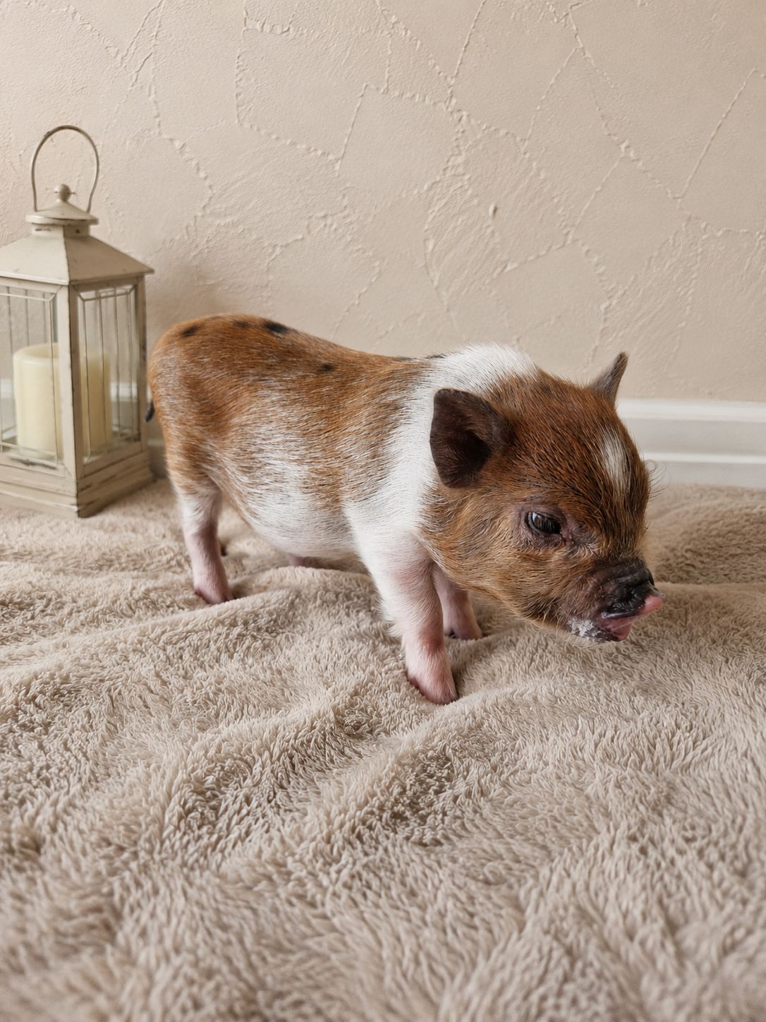 Female Mini Pig (ready-mothers-day)