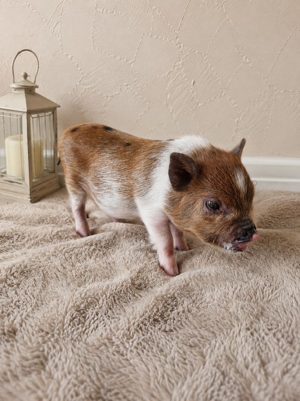 Female Mini Pig (ready-mothers-day)