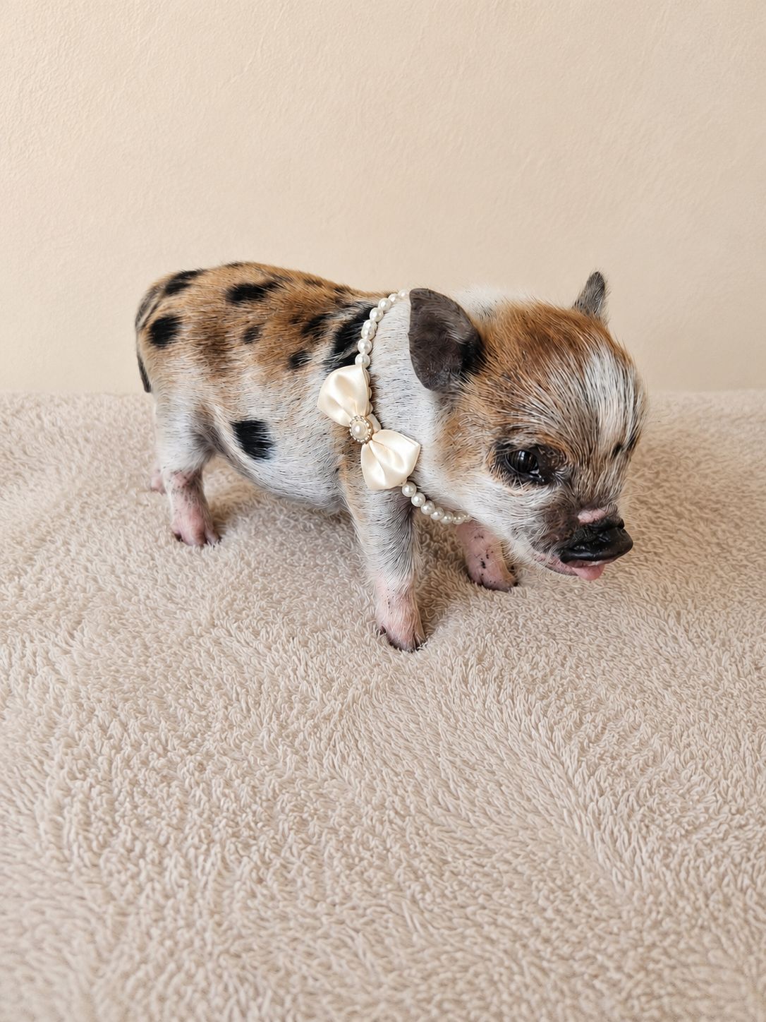 Female Mini Pig (coming-soon- RUNT)