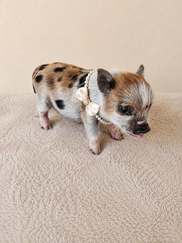 Female Mini Pig (coming-soon- RUNT)