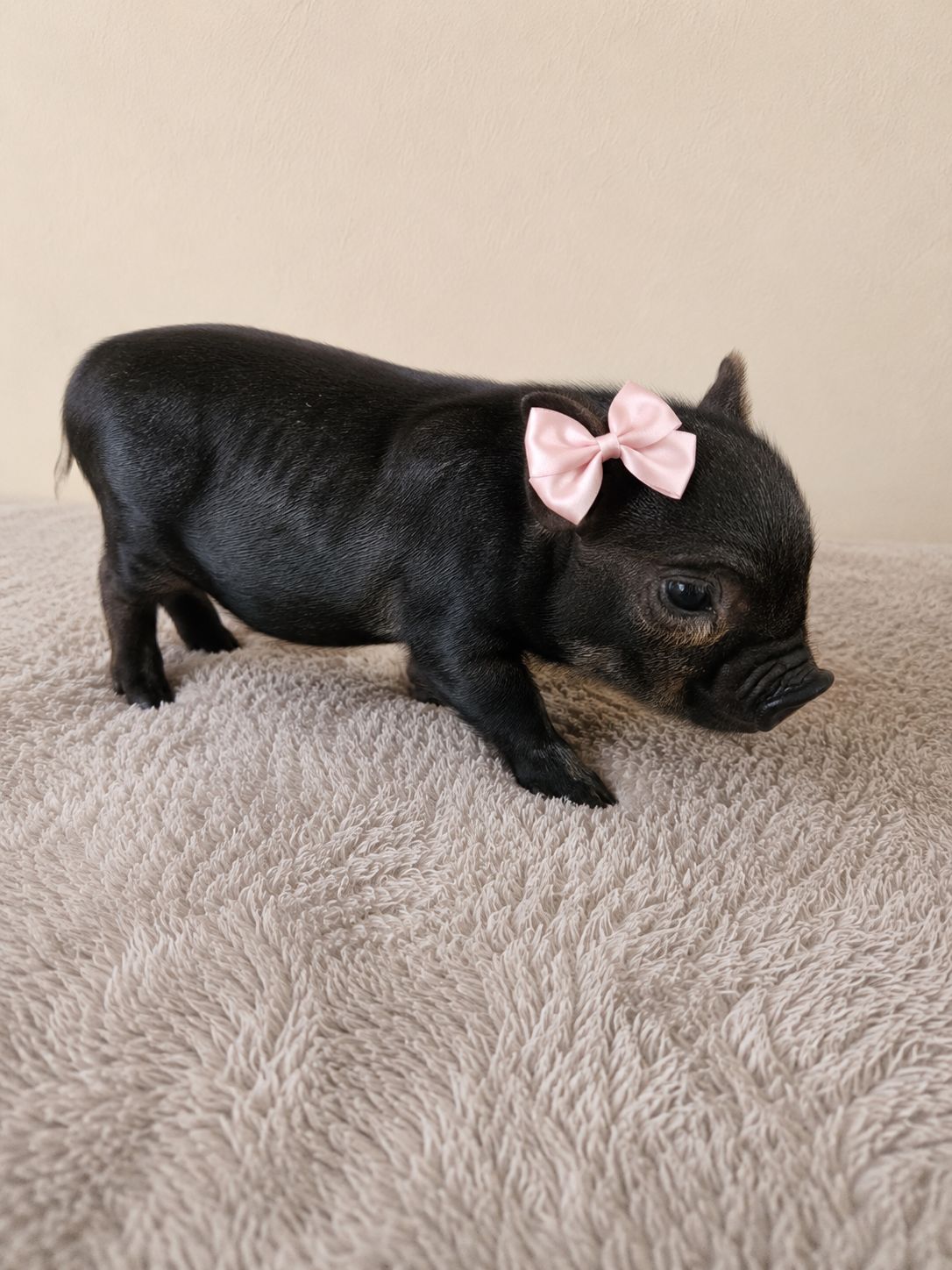 Female Mini Pig (coming-soon)