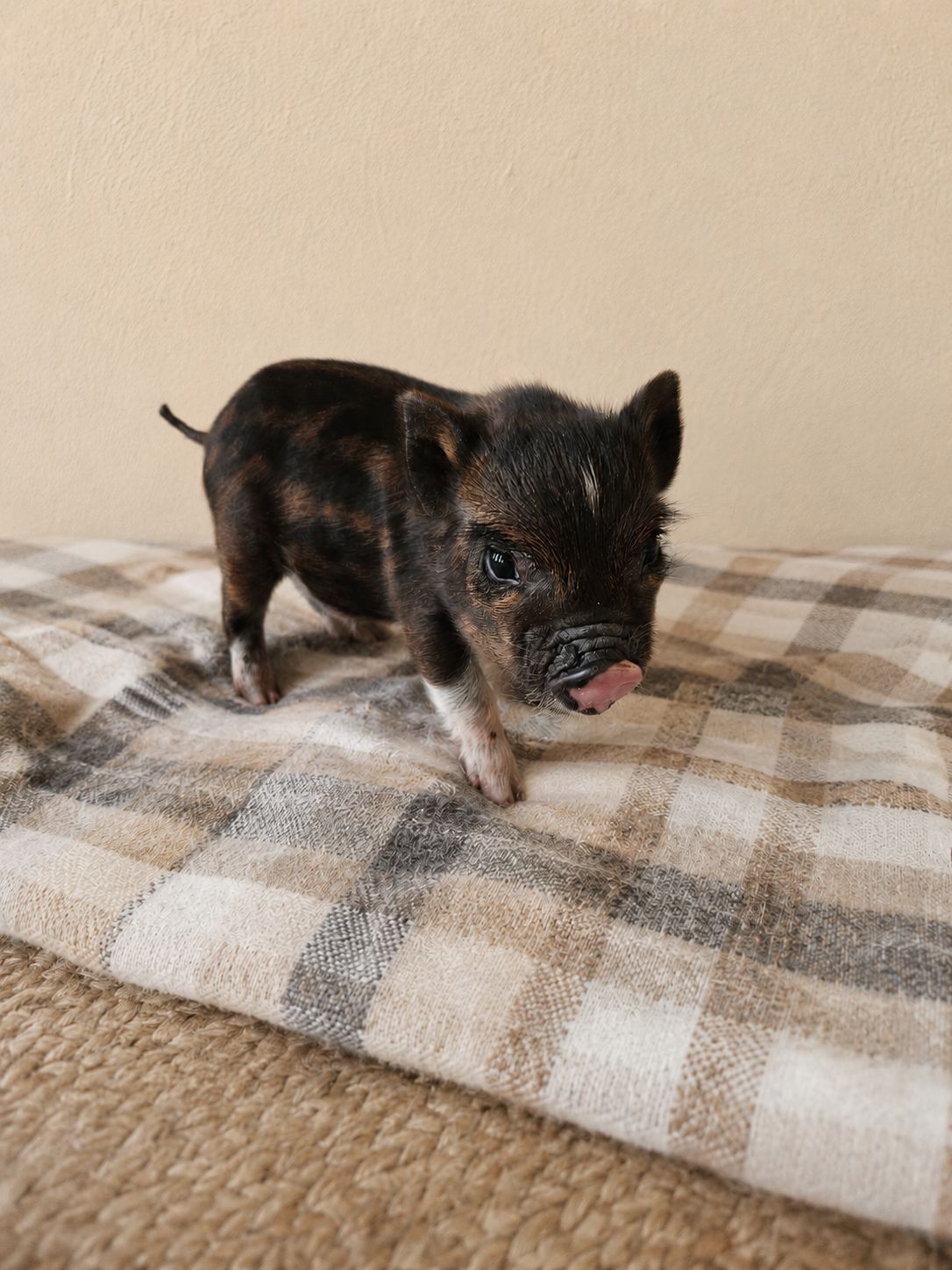 Male Mini Pig (coming-soon- RUNT)