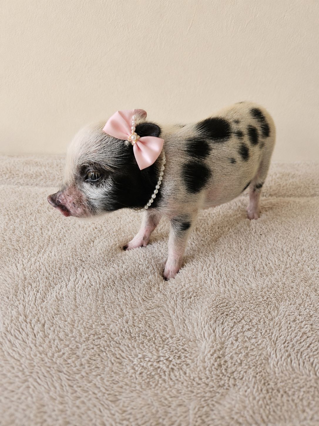 Female Mini Pig (coming-soon)