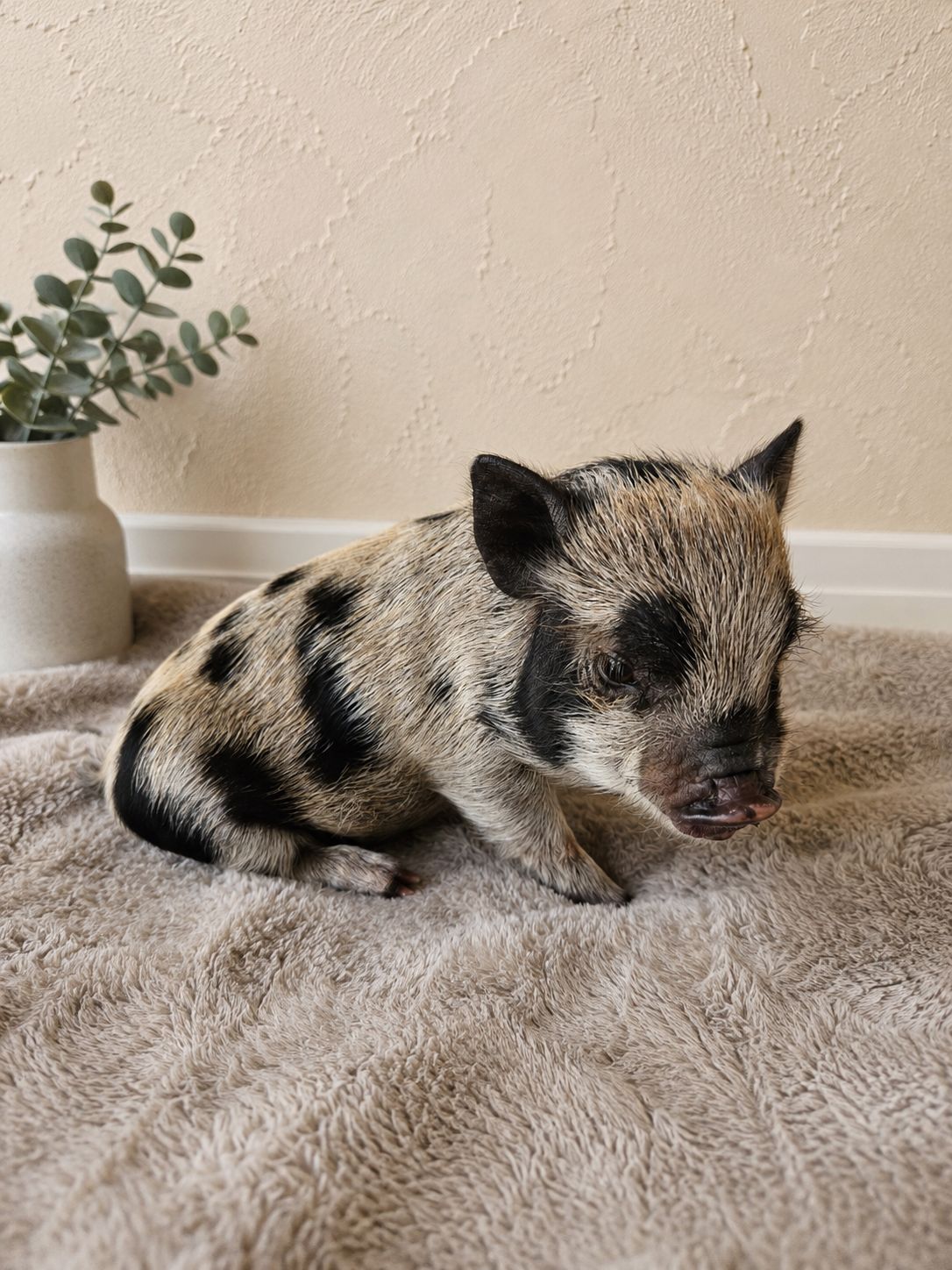Female Mini Pig (ready-mothers-day)