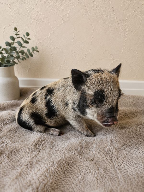 Female Mini Pig (ready-mothers-day)