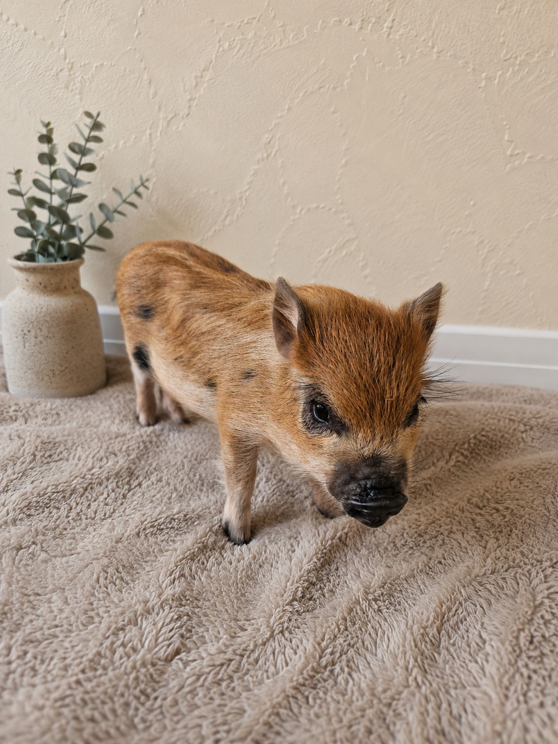 Male Mini Pig (ready-mothers-day)