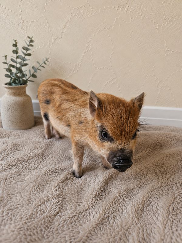 Male Mini Pig (ready-mothers-day)