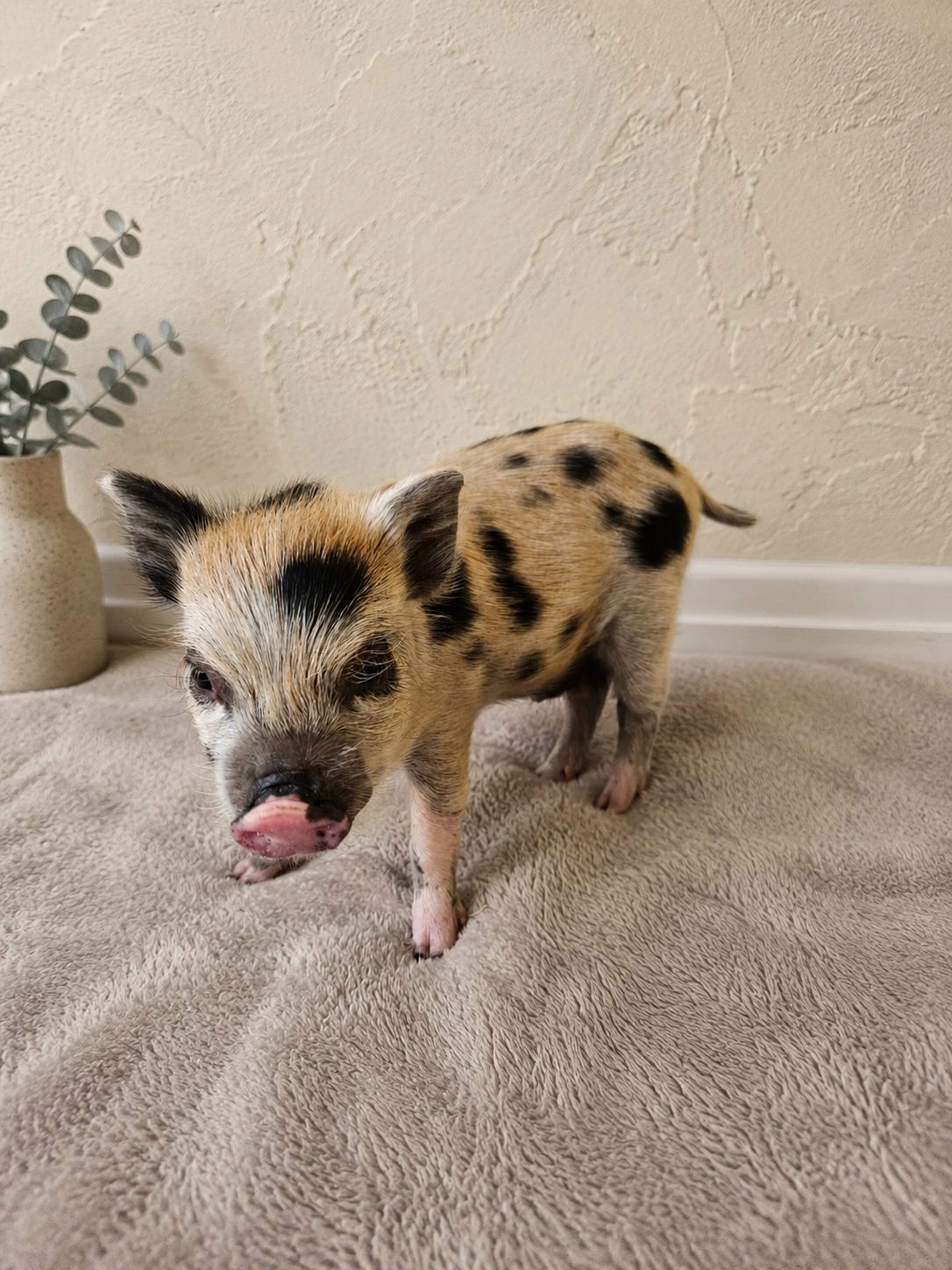 Male Mini Pig (available-May 15th)