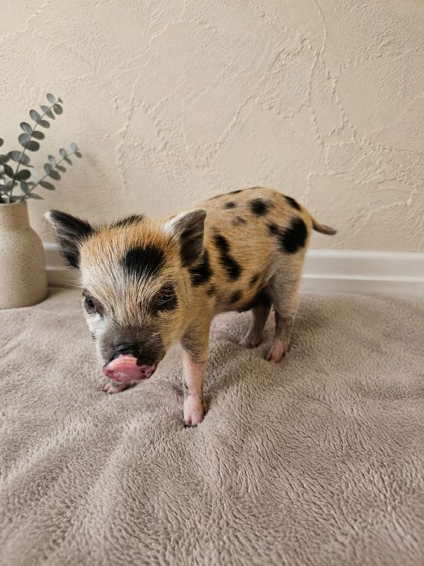 Male Mini Pig (available-May 15th)