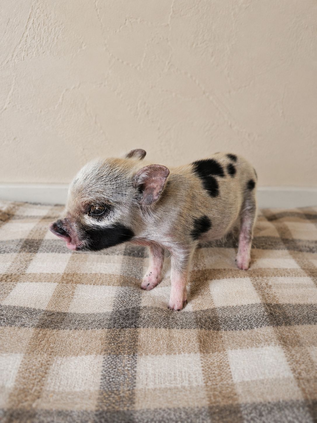Male Mini Pig (coming-soon)