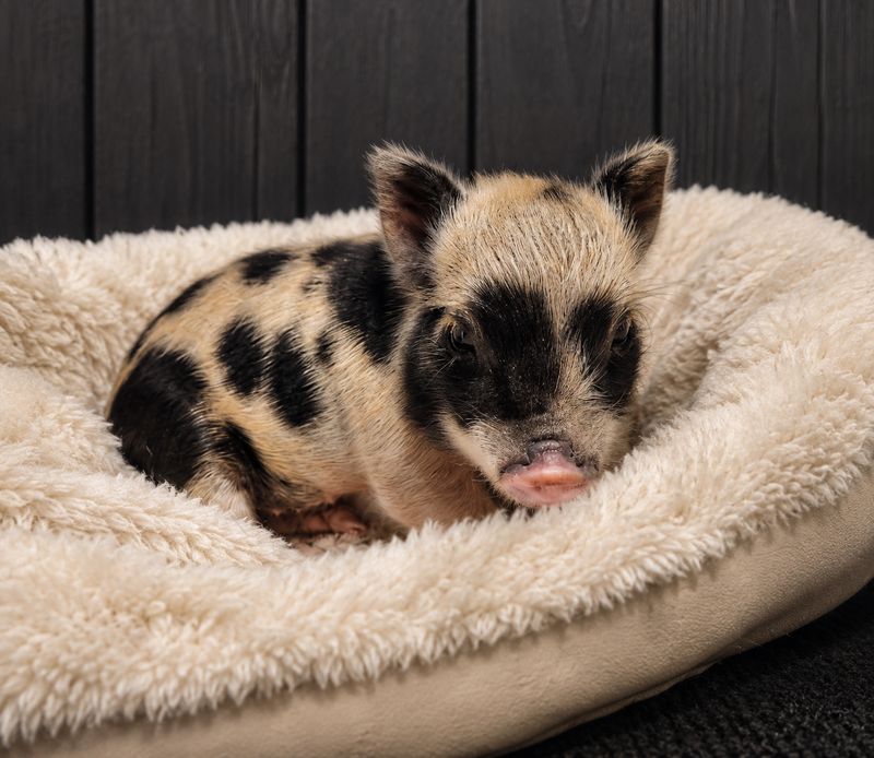Male Mini Pig