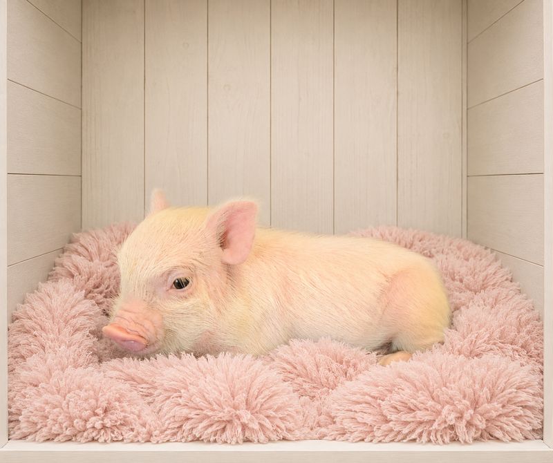 Female Mini Pig (Avail. July 9th) Female Mini Pig (Avail. July 9th)