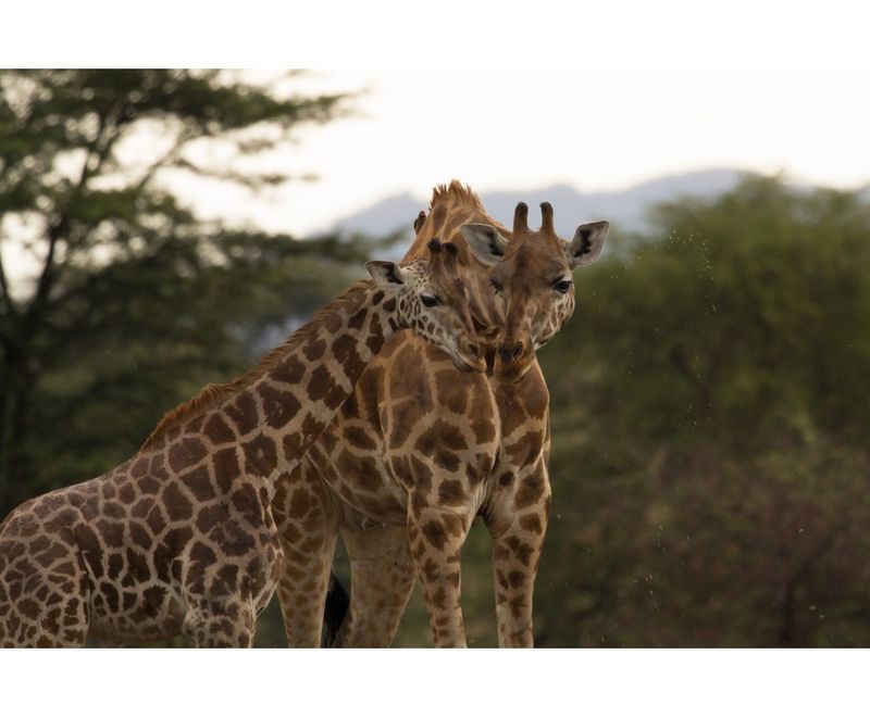 Sophie de giraf + sleutelhanger Save the Giraffes set