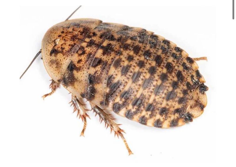 Discoid Roaches