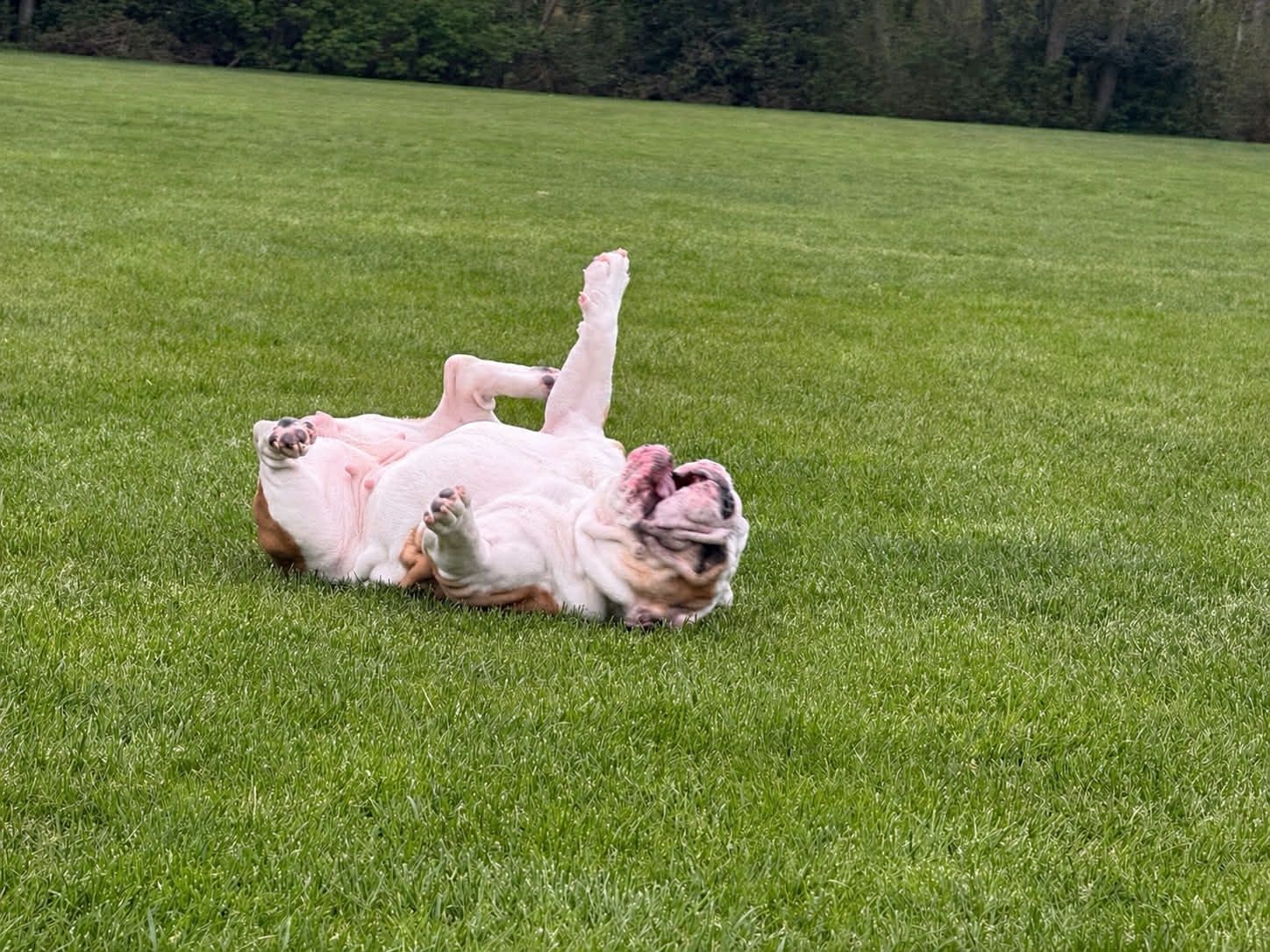 Yard Clean Up - Weekly Plan