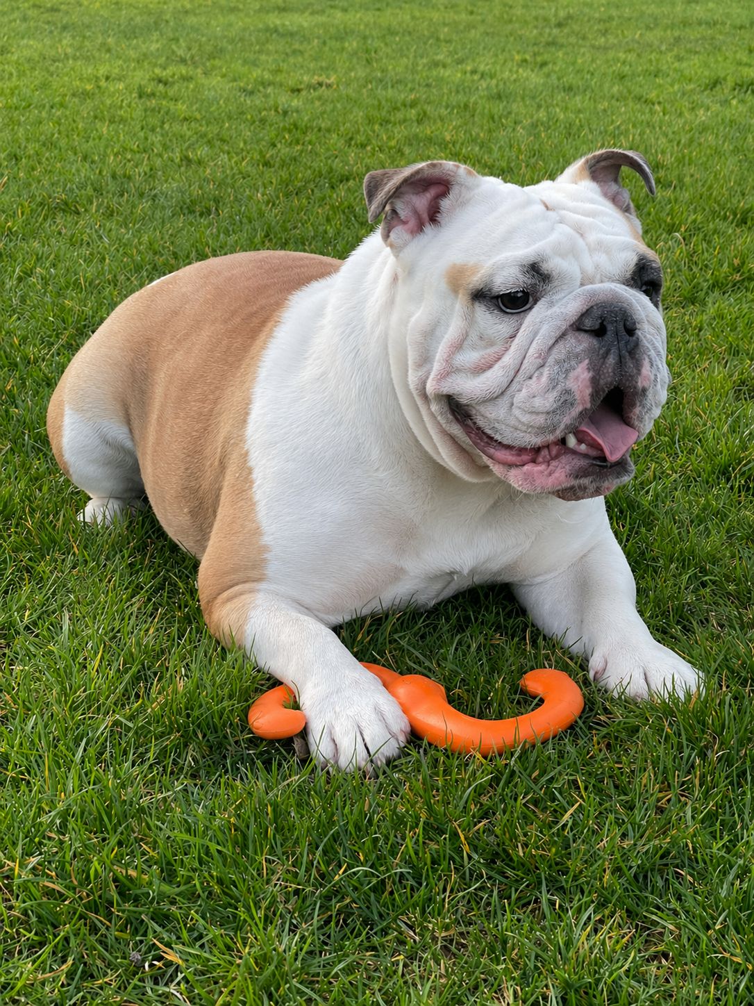 Initial Yard Cleanup Fee