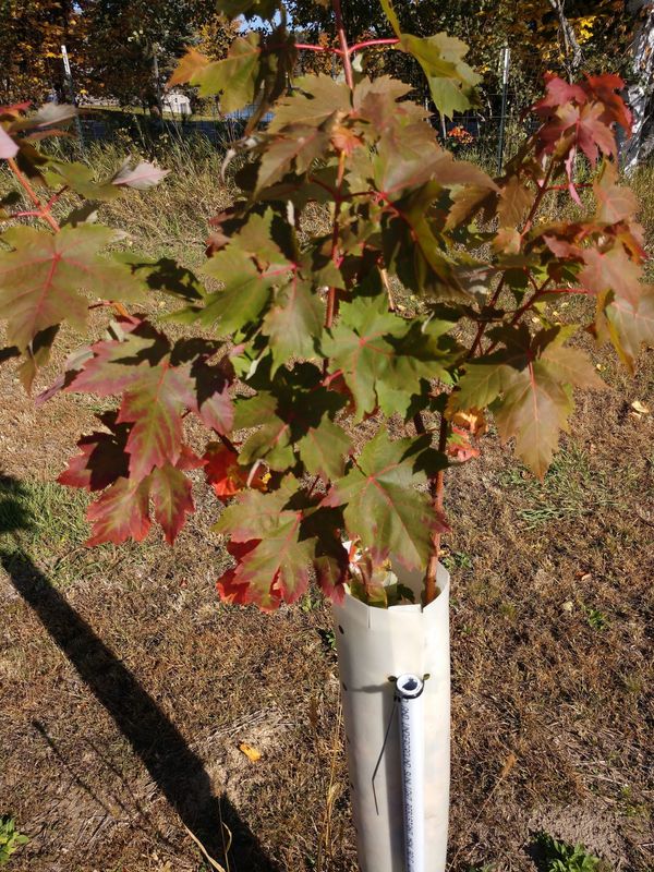 Maple Tree Sapling