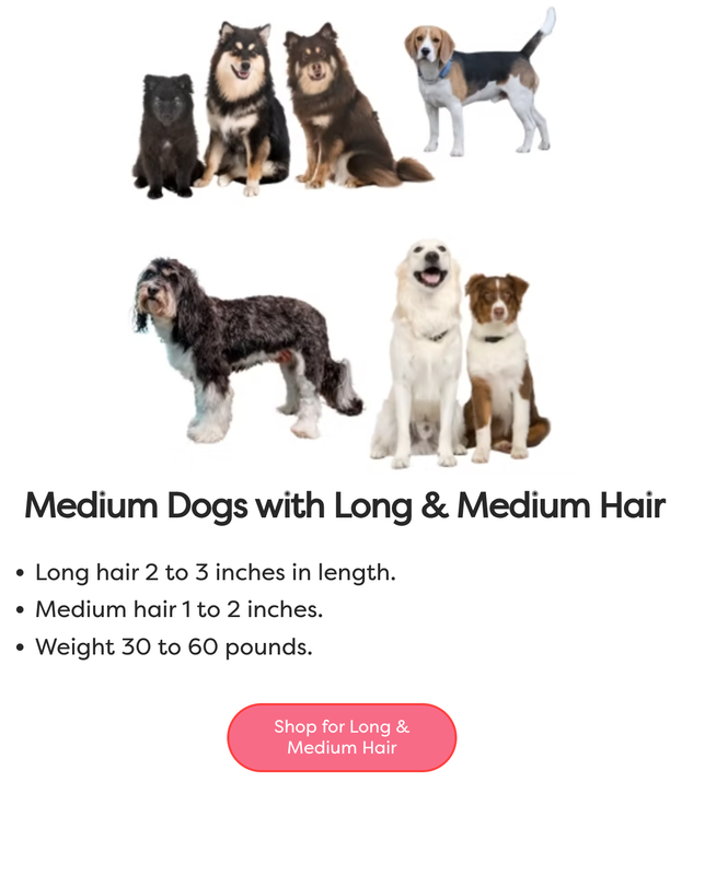 Medium Dogs with Long &amp; Medium Hair