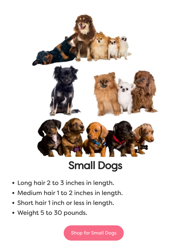 Small Dog
