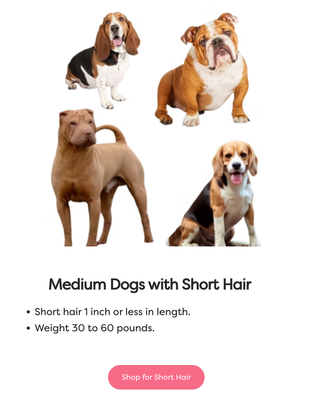 Medium Dogs with Short Hair