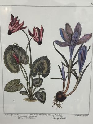 Artwork (Print). Flowers w/ Burgundy Mat. Gold Frame. Set of 2.