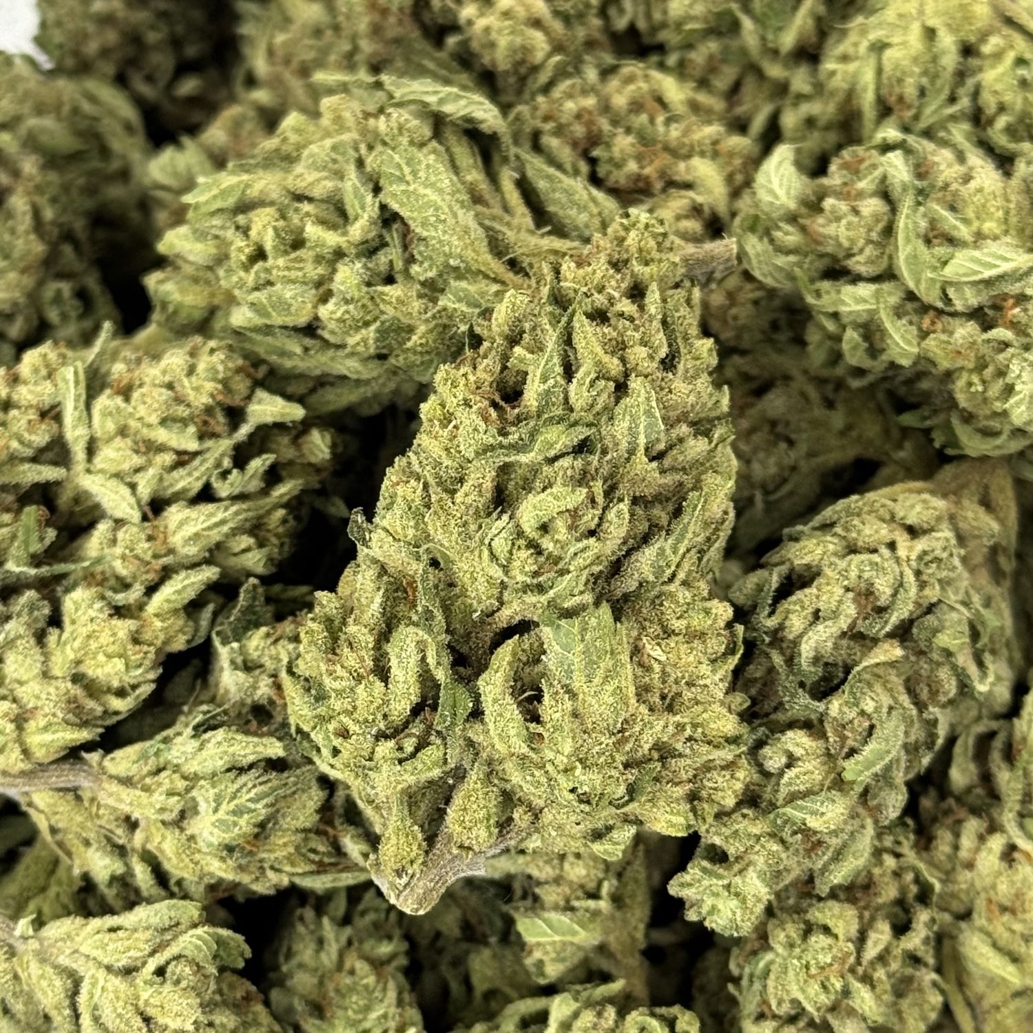 Hashburger x Pineapple Runtz THCA Flower - 26.23% (H)