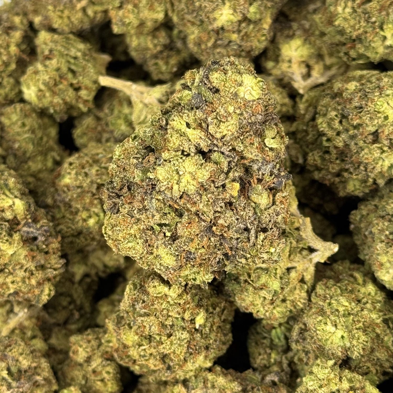 Purple Hindu Kush THCA Flower - 27.09% (I)