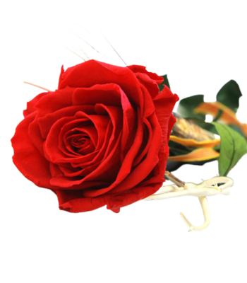 ROSAS A LA CARTA ROSAS A LA CARTA