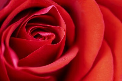 12 ROSAS ROJAS XL 12 ROSAS ROJAS XL