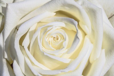12 ROSAS BLANCAS 12 ROSAS BLANCAS