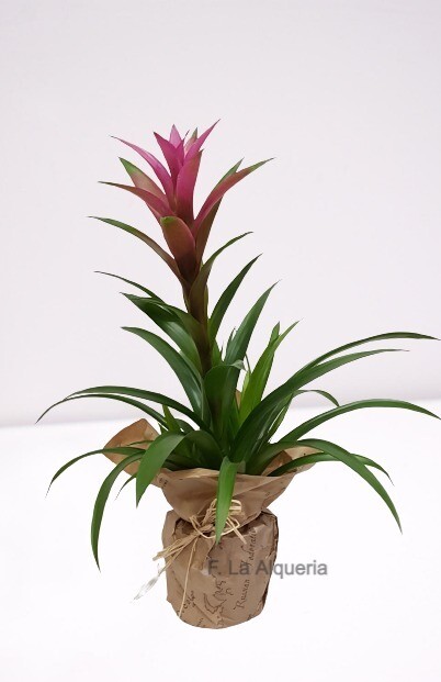 GUZMANIA GUZMANIA
