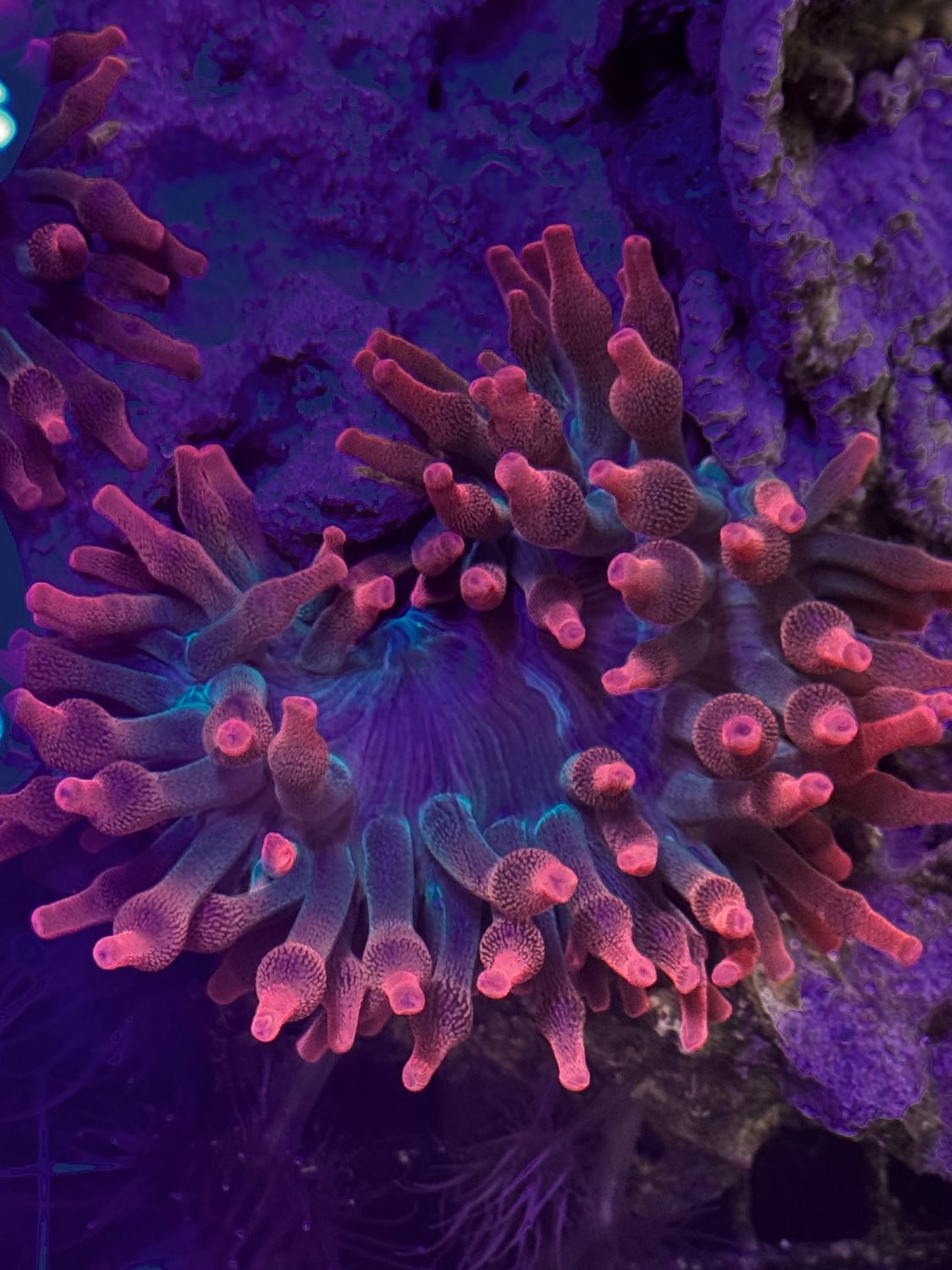 Hawaiian Punch Bubble Tip Anemone