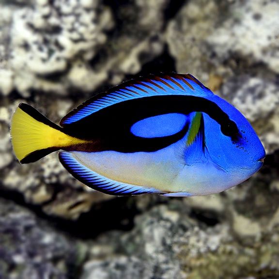 Yellow Belly Blue Hippo Tang, Size: Large: 4-1/4&quot; to 5-1/4&quot;