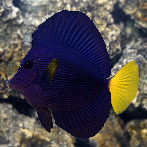 AC Purple Tang, Size: Sm 1”-2”