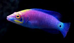 Mystery Wrasse