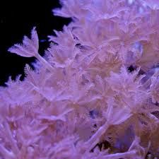 Pulsating Xenia