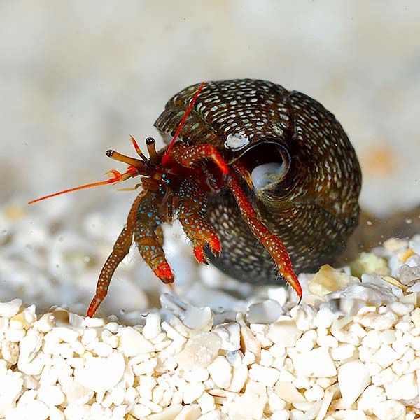 Clean Up Crew, Hermit/ Snail: Red Leg Hermit