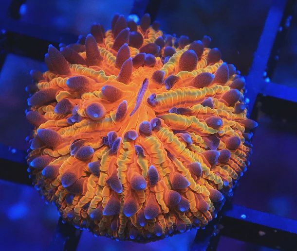 Fungia Dome Coral