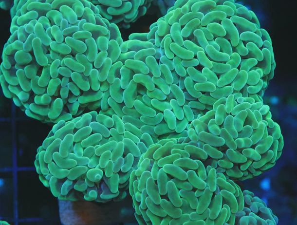 Australlia Green Thick Branching Hammer
