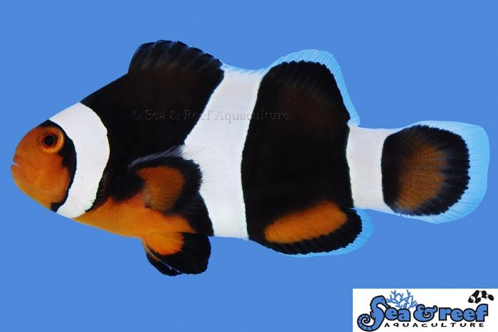 Photon Ocellaris Clownfish