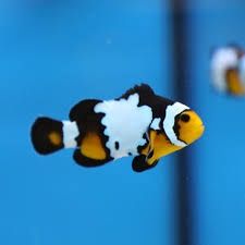 Aquacultured ocellaris Clownfish