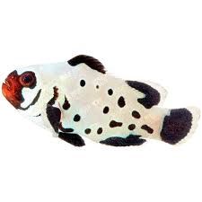 Frostbite clownfish