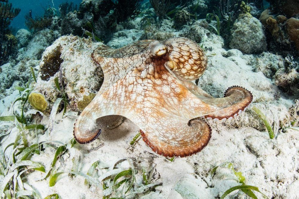 Caribbean Reef Octopus