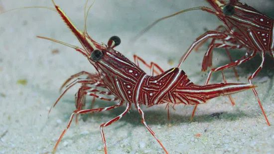 Camel Shrimp